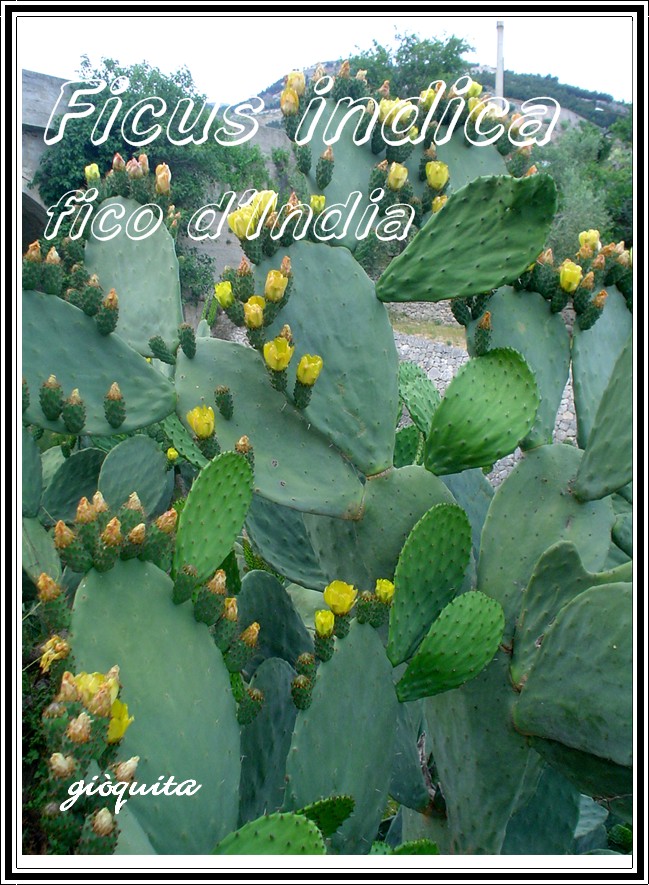 Opuntia ficus-indica : un piatto x Voi